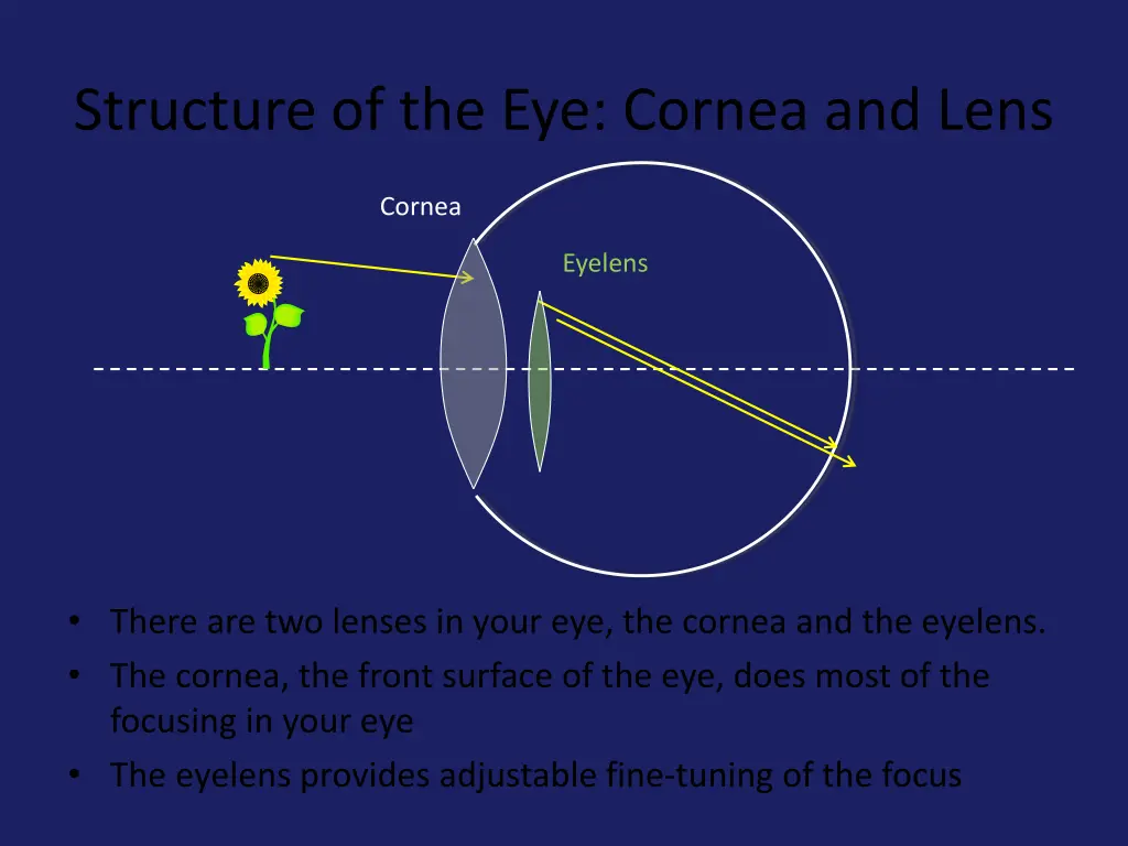 structure of the eye cornea and lens