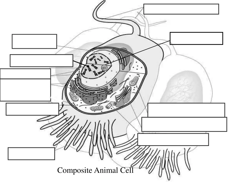composite animal cell