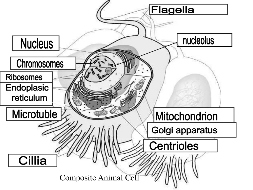 flagella