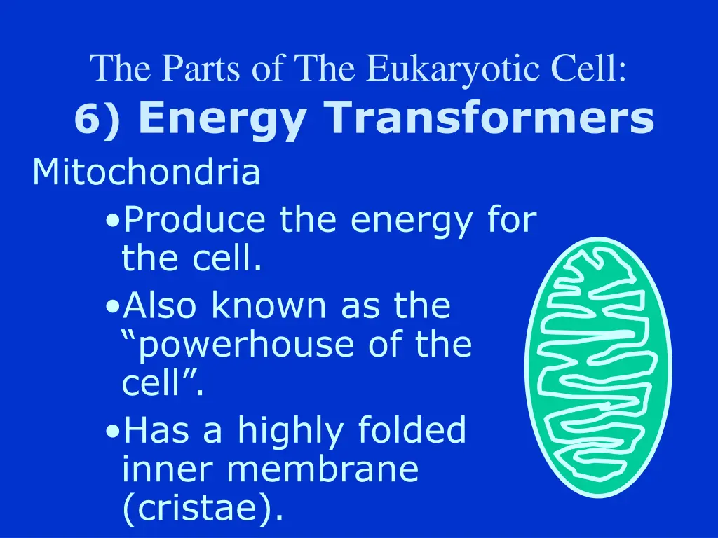 the parts of the eukaryotic cell 6 energy