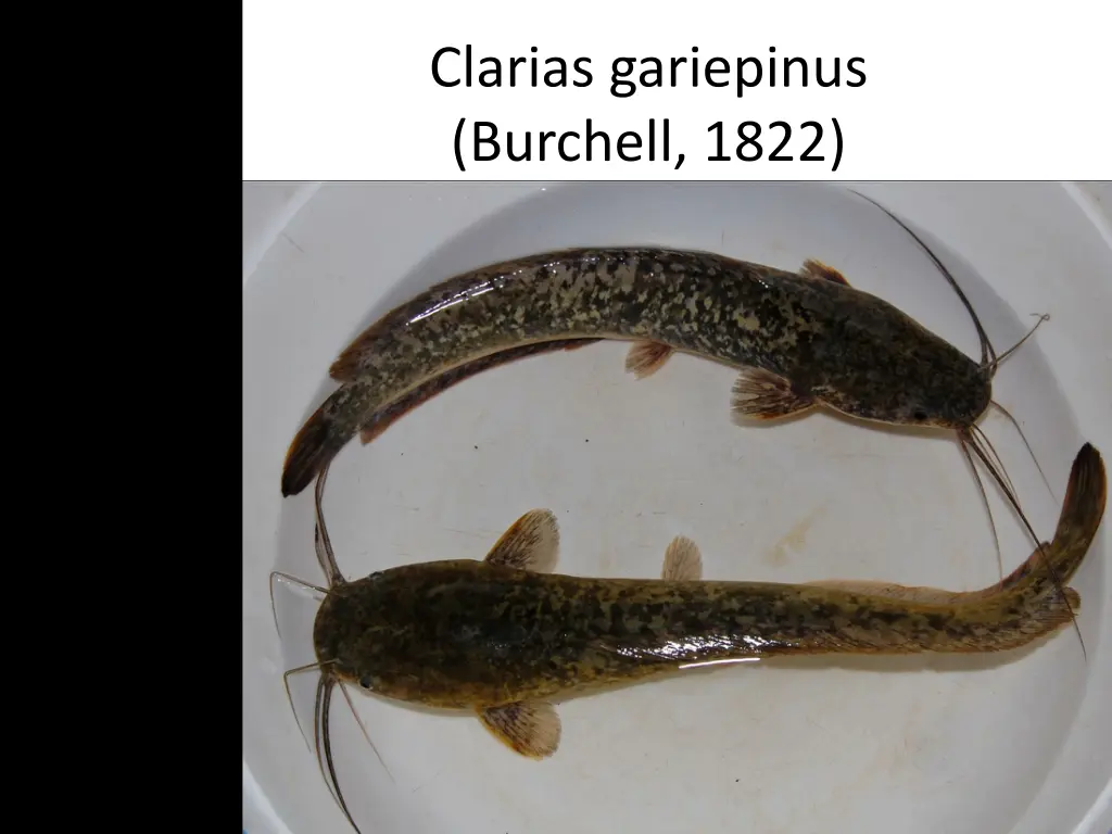 clarias gariepinus burchell 1822 1
