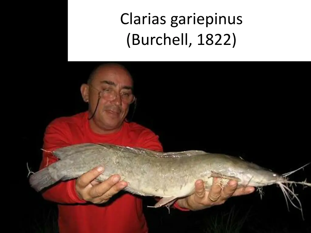 clarias gariepinus burchell 1822 2