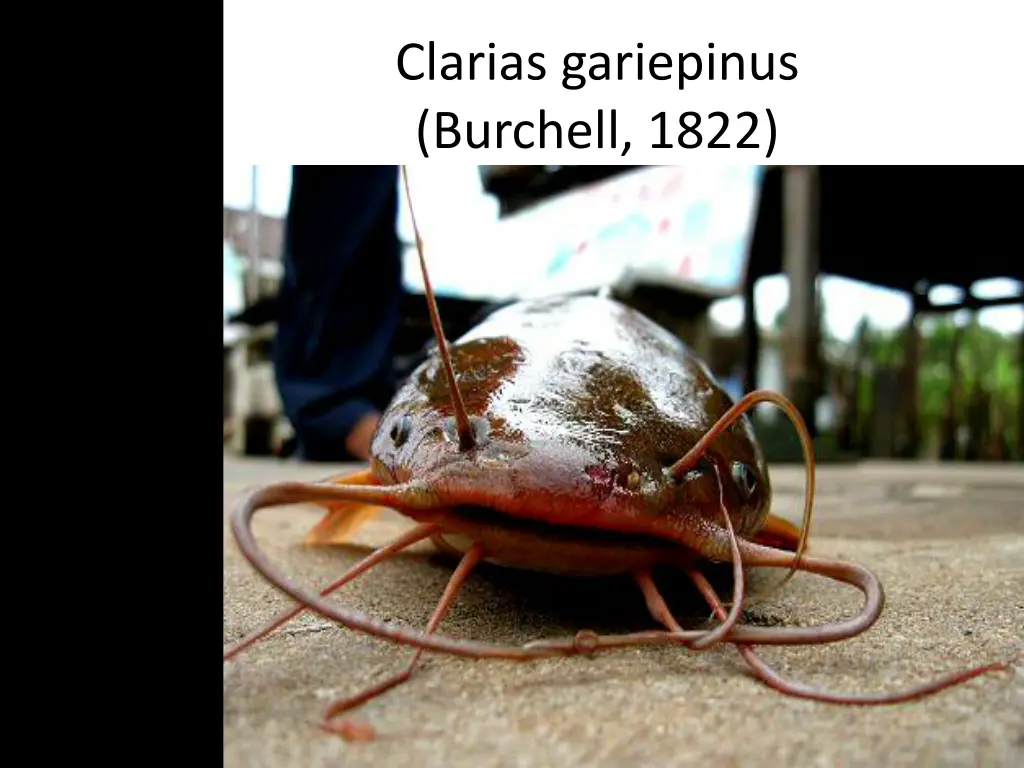 clarias gariepinus burchell 1822 3