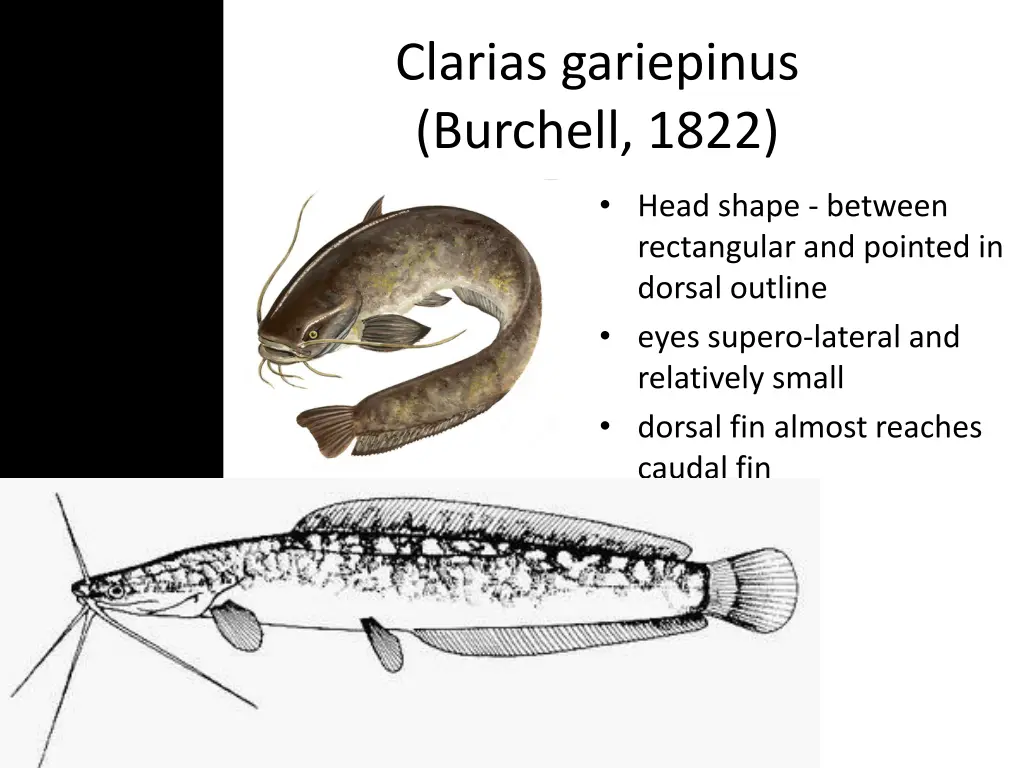 clarias gariepinus burchell 1822 4