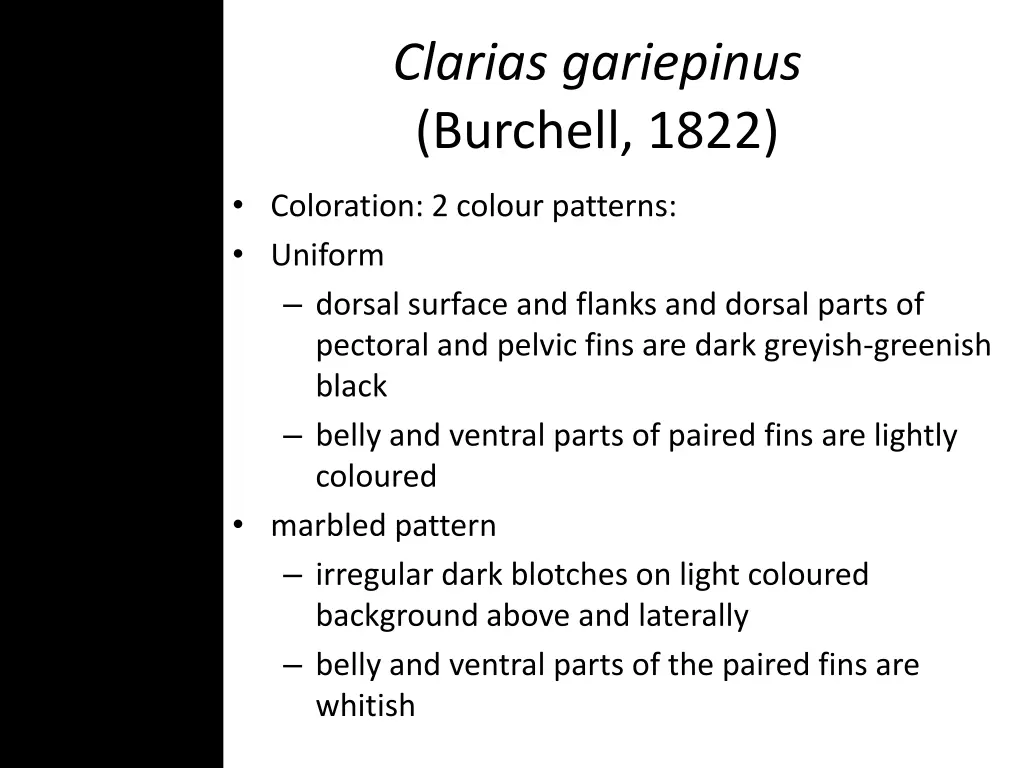 clarias gariepinus burchell 1822 5