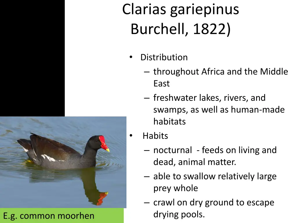 clarias gariepinus burchell 1822 6