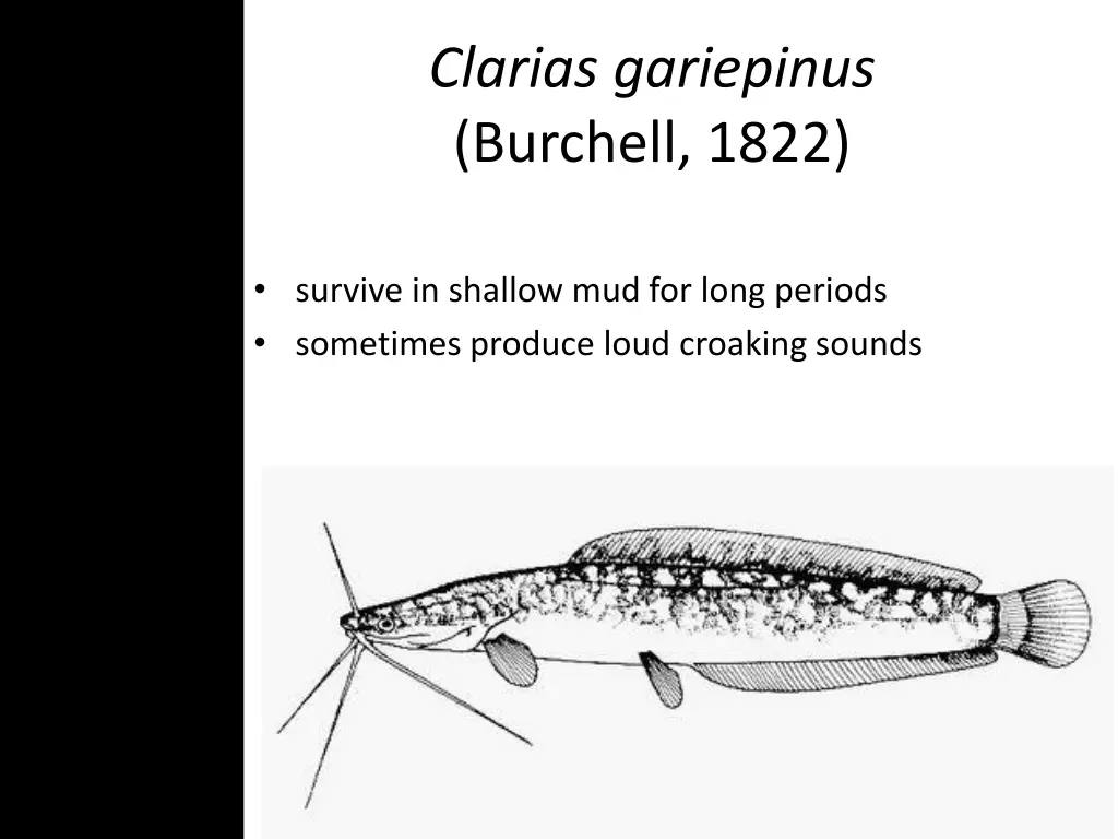 clarias gariepinus burchell 1822 7