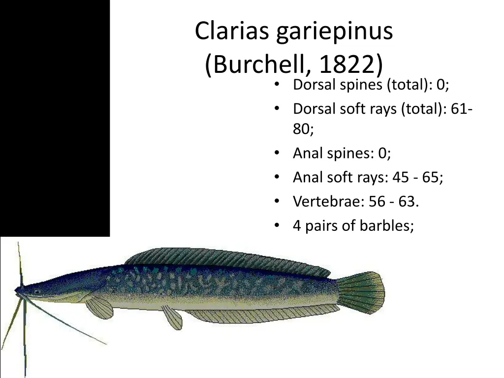 clarias gariepinus burchell 1822 dorsal spines