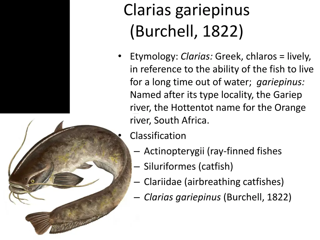 clarias gariepinus burchell 1822
