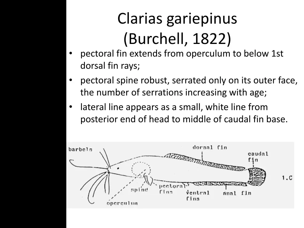 clarias gariepinus burchell 1822 pectoral