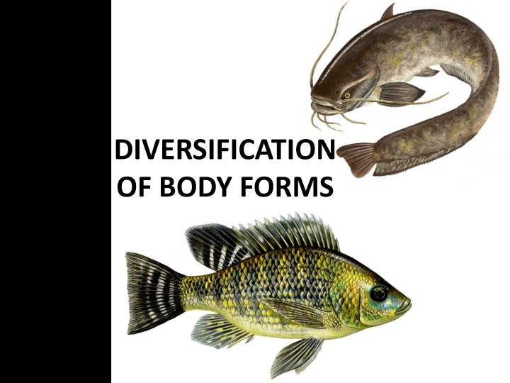 diversification of body forms