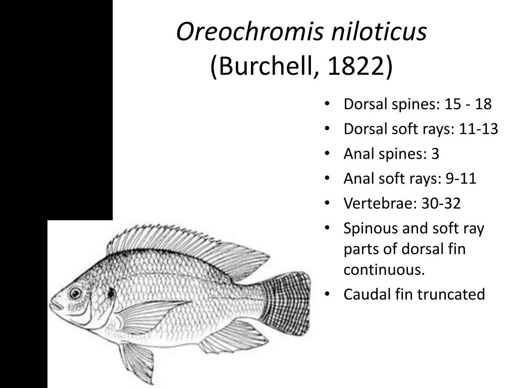 oreochromis niloticus burchell 1822 1