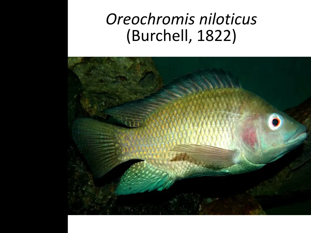 oreochromis niloticus burchell 1822 2