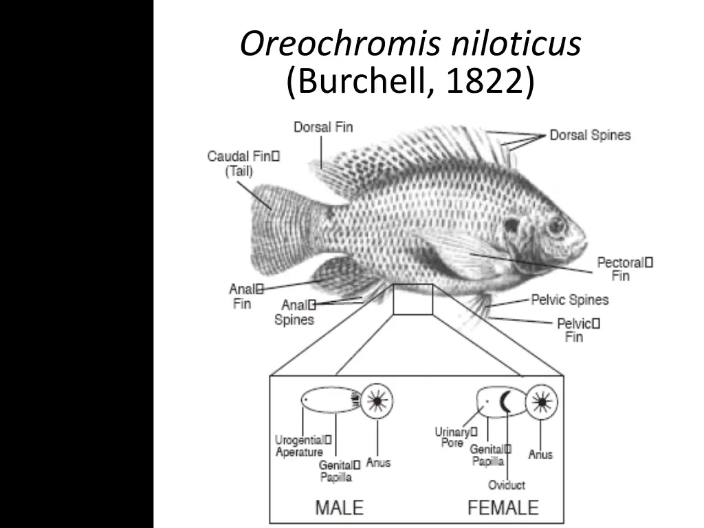 oreochromis niloticus burchell 1822 3