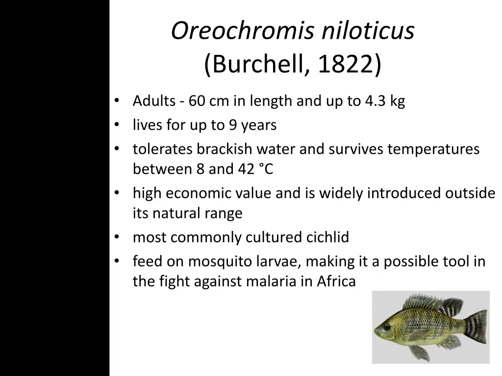 oreochromis niloticus burchell 1822 4