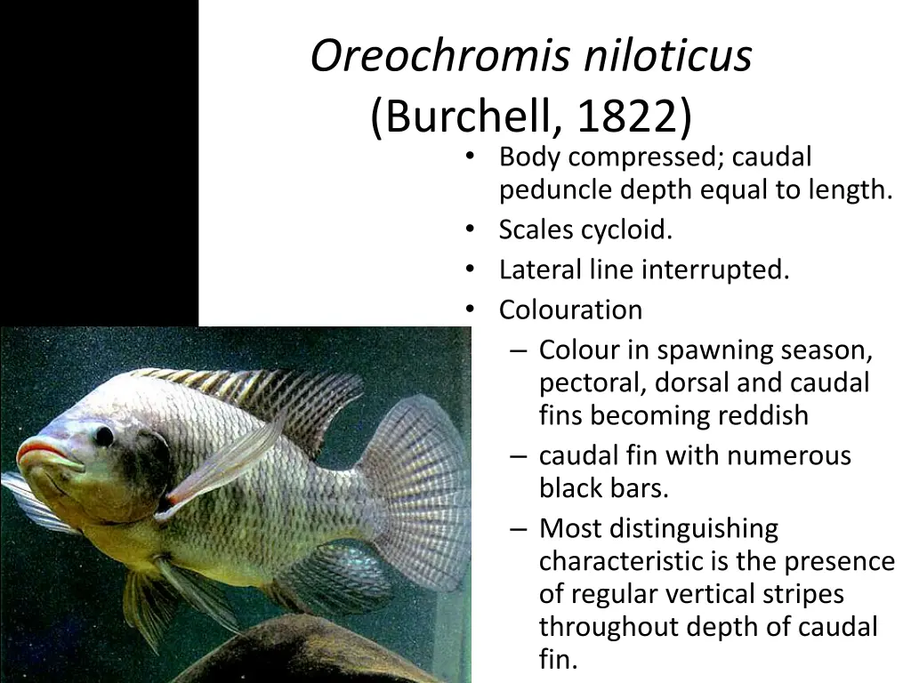 oreochromis niloticus burchell 1822 body