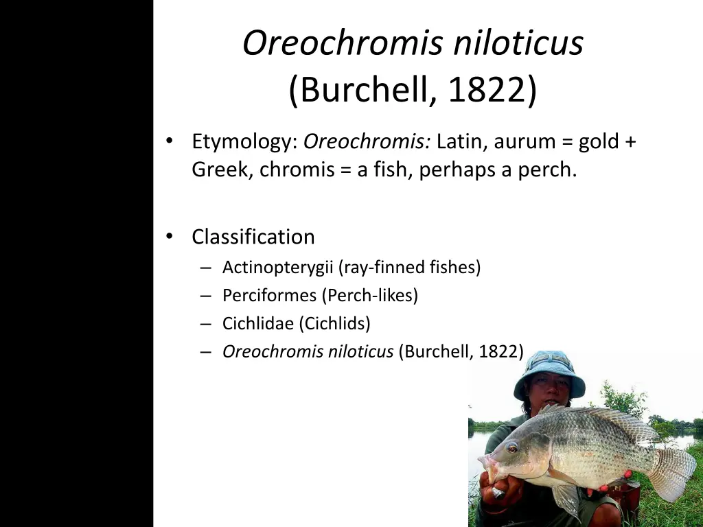 oreochromis niloticus burchell 1822