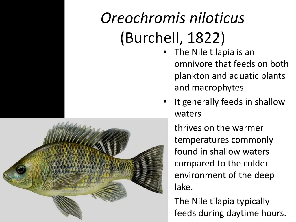 oreochromis niloticus burchell 1822 the nile