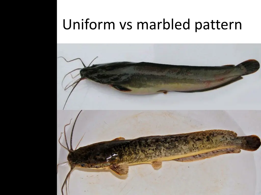 uniform vs marbled pattern