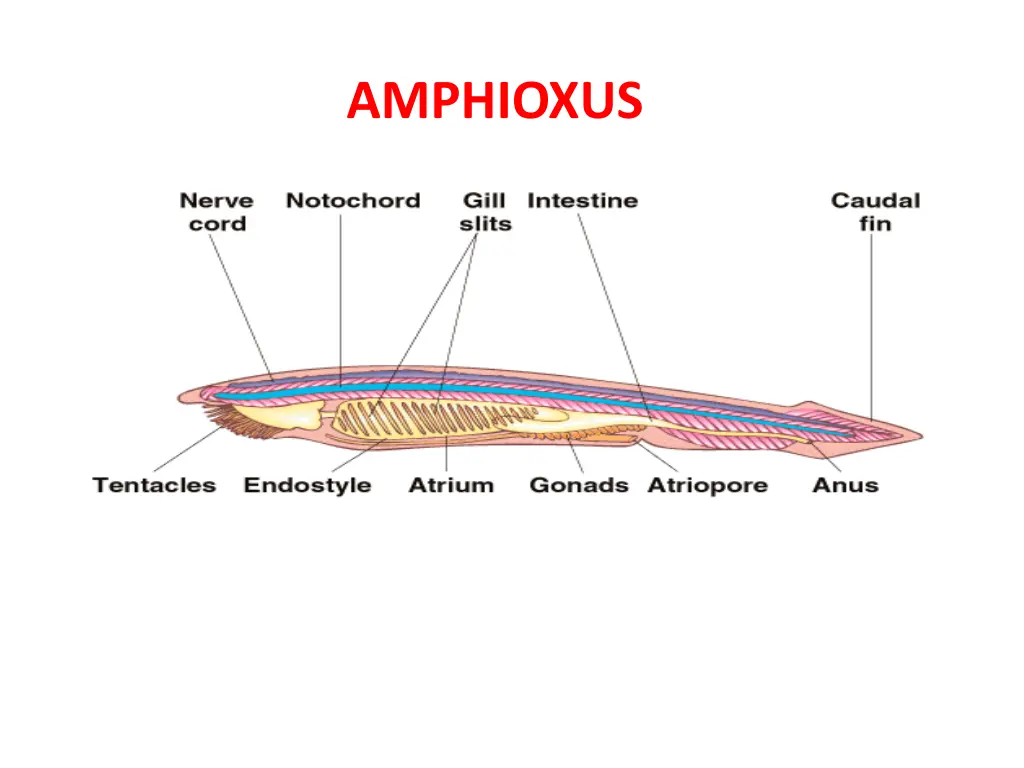 amphioxus 1