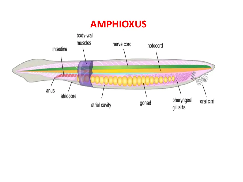 amphioxus