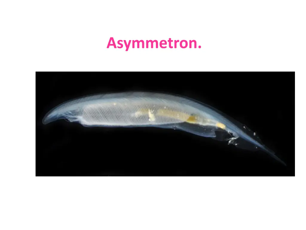 asymmetron