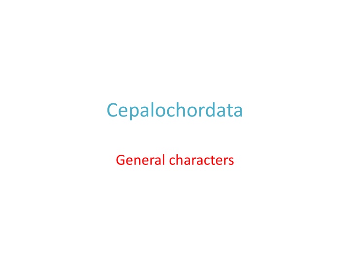 cepalochordata