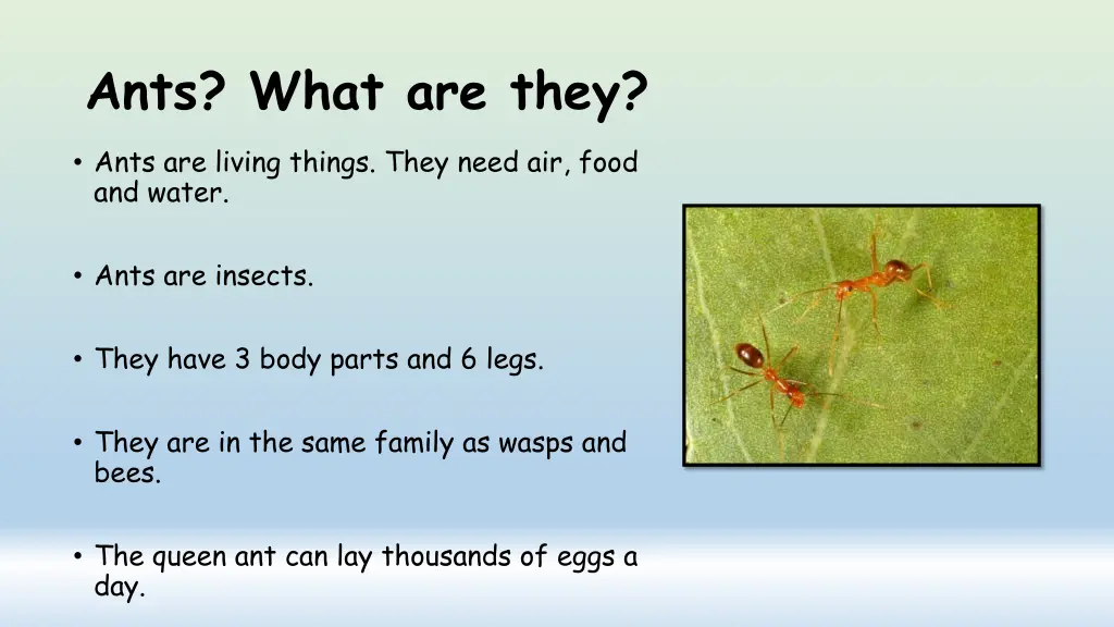 ants what are they