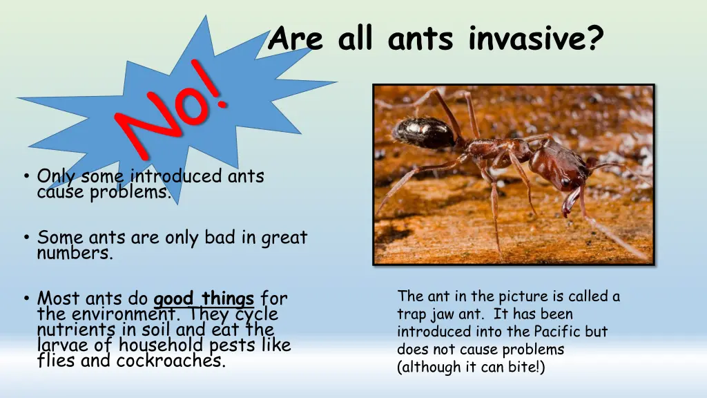 are all ants invasive 1