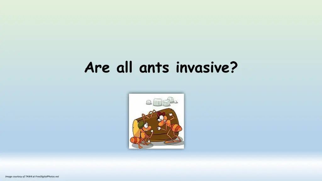 are all ants invasive