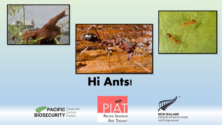 hi ants