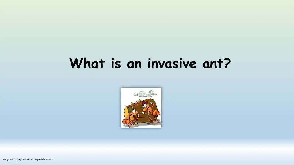 what is an invasive ant