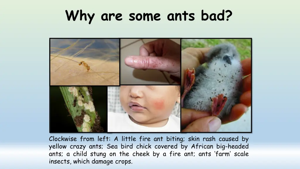 why are some ants bad
