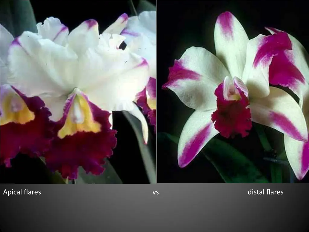 apical flares vs distal flares