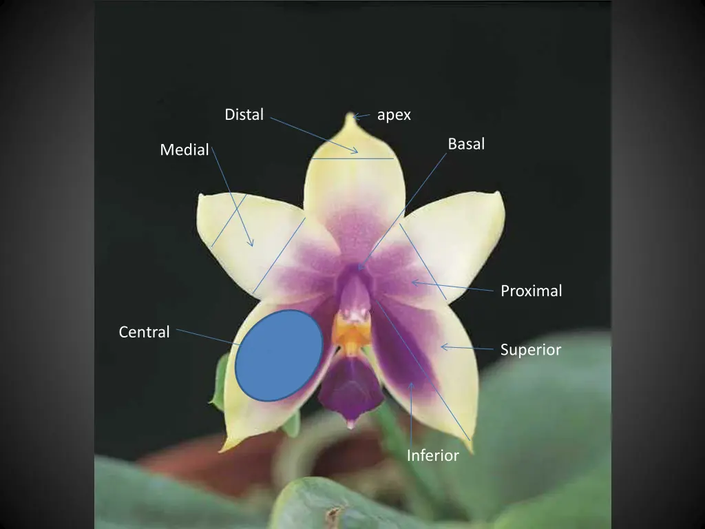 distal