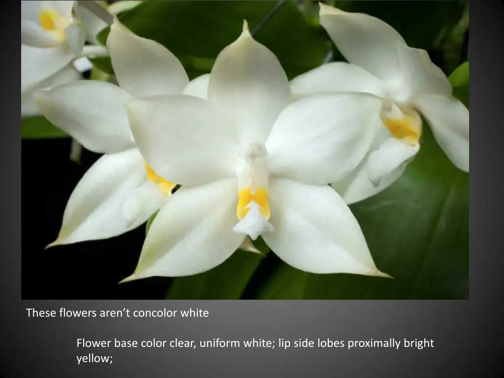 these flowers aren t concolor white