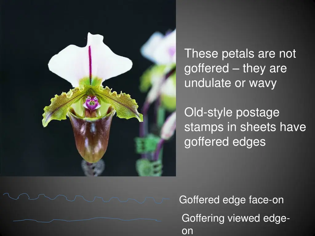 these petals are not goffered they are undulate