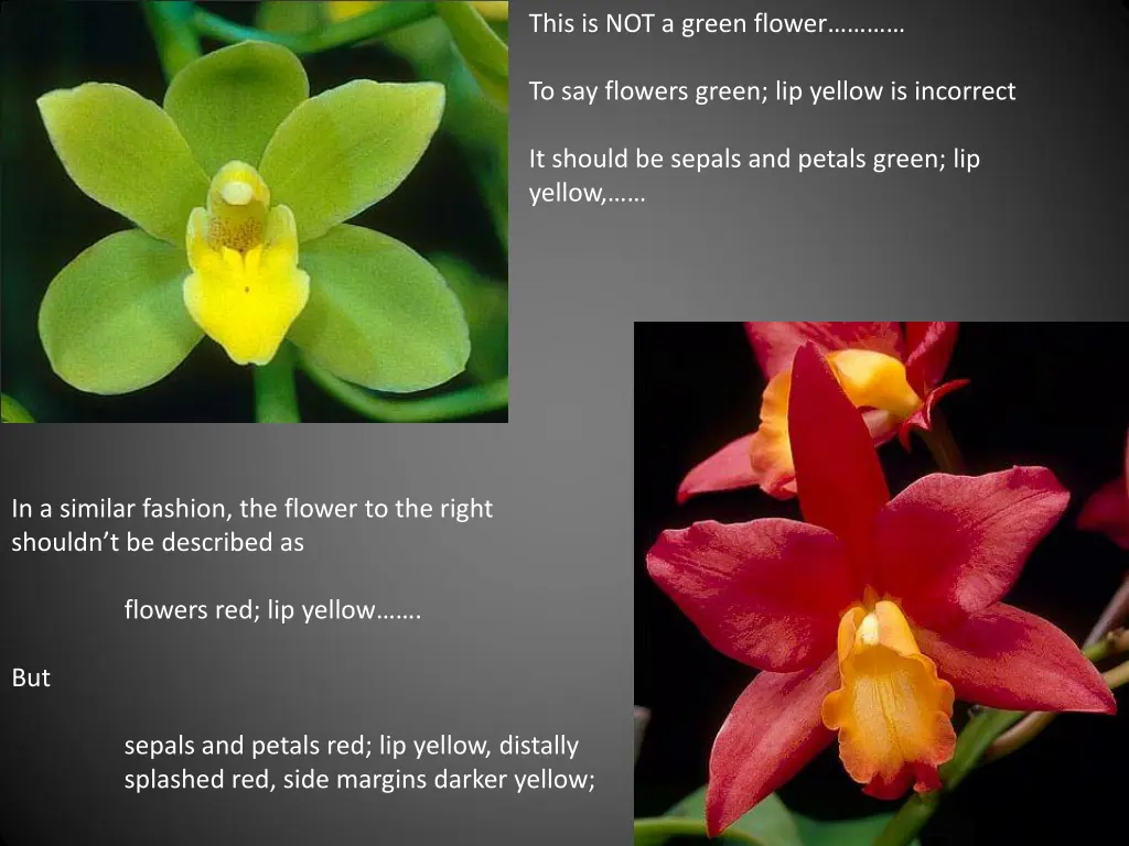 this is not a green flower