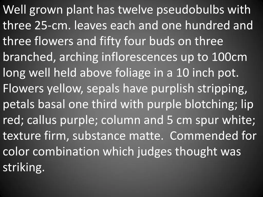 well grown plant has twelve pseudobulbs with