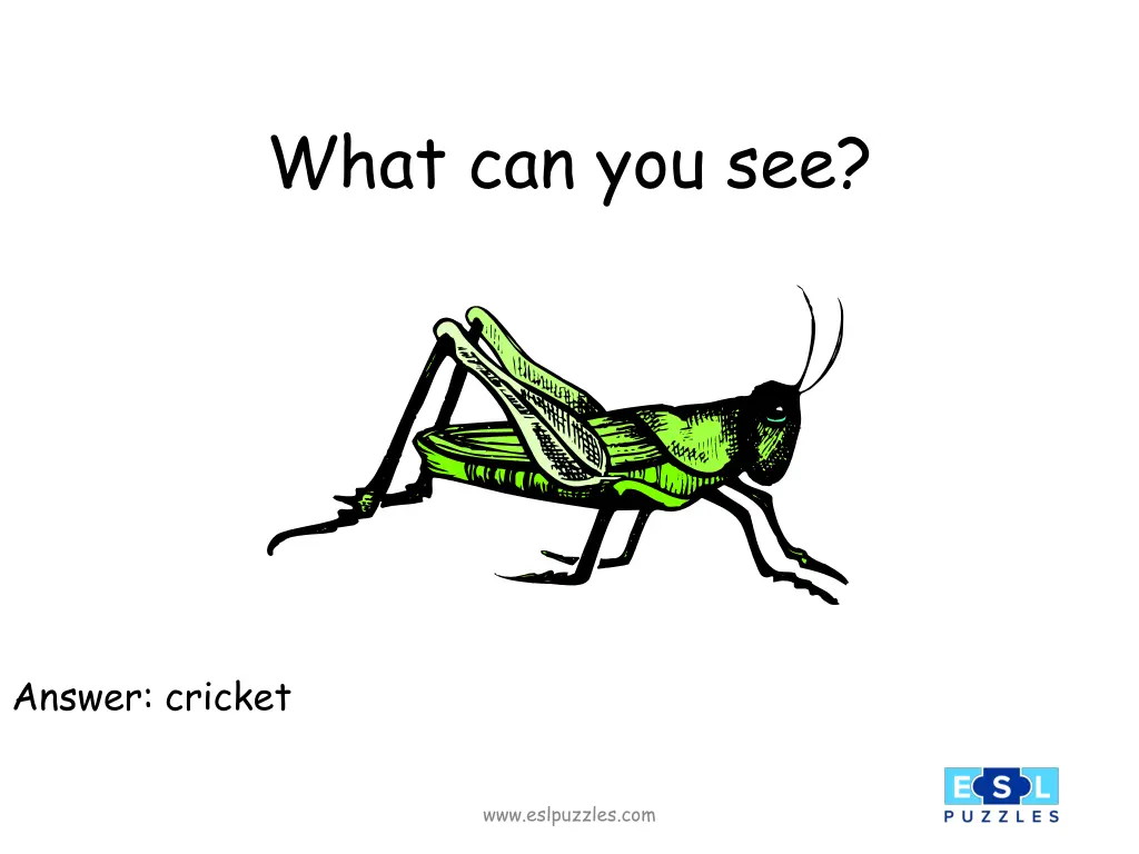 what can you see 3
