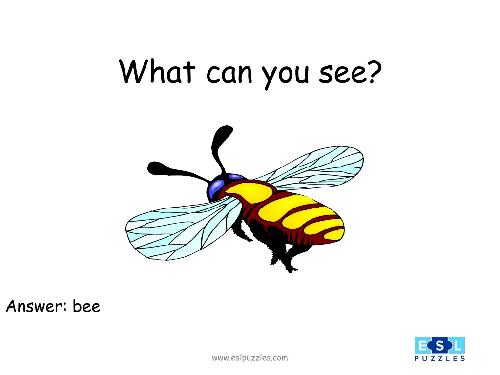 what can you see