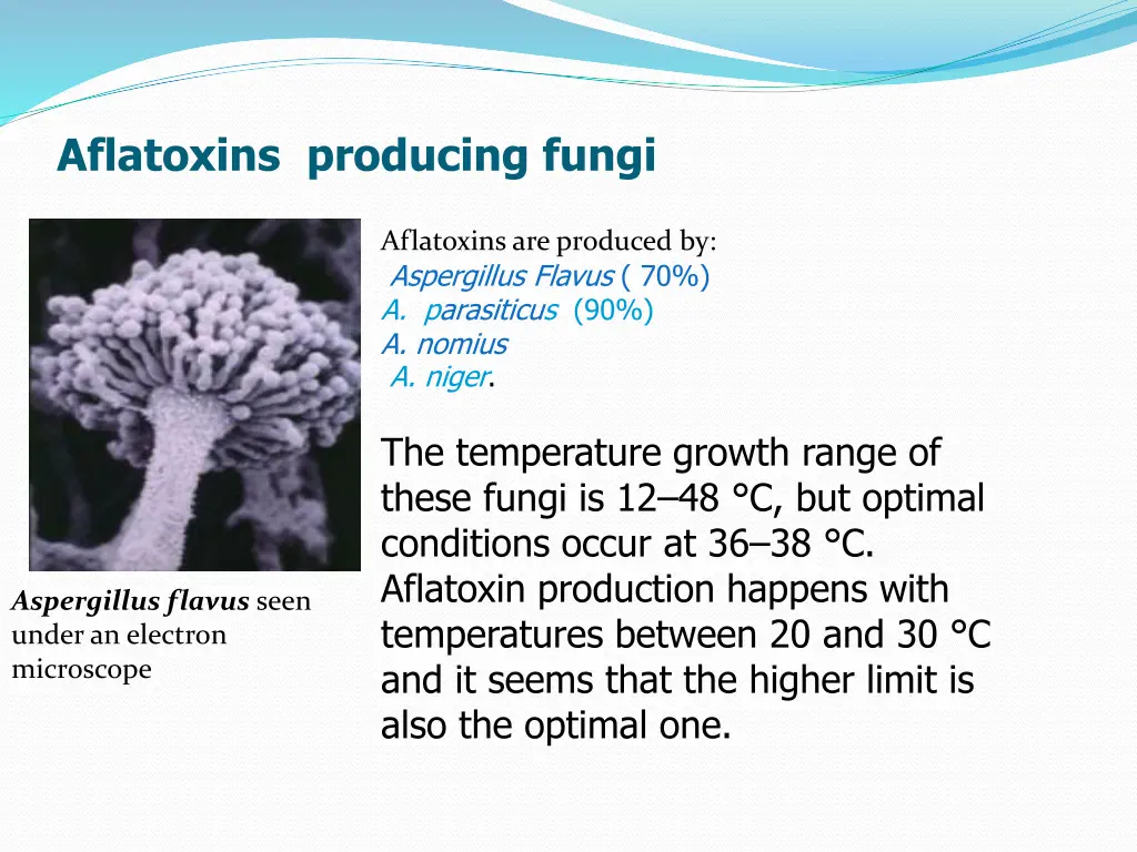 aflatoxins producing fungi
