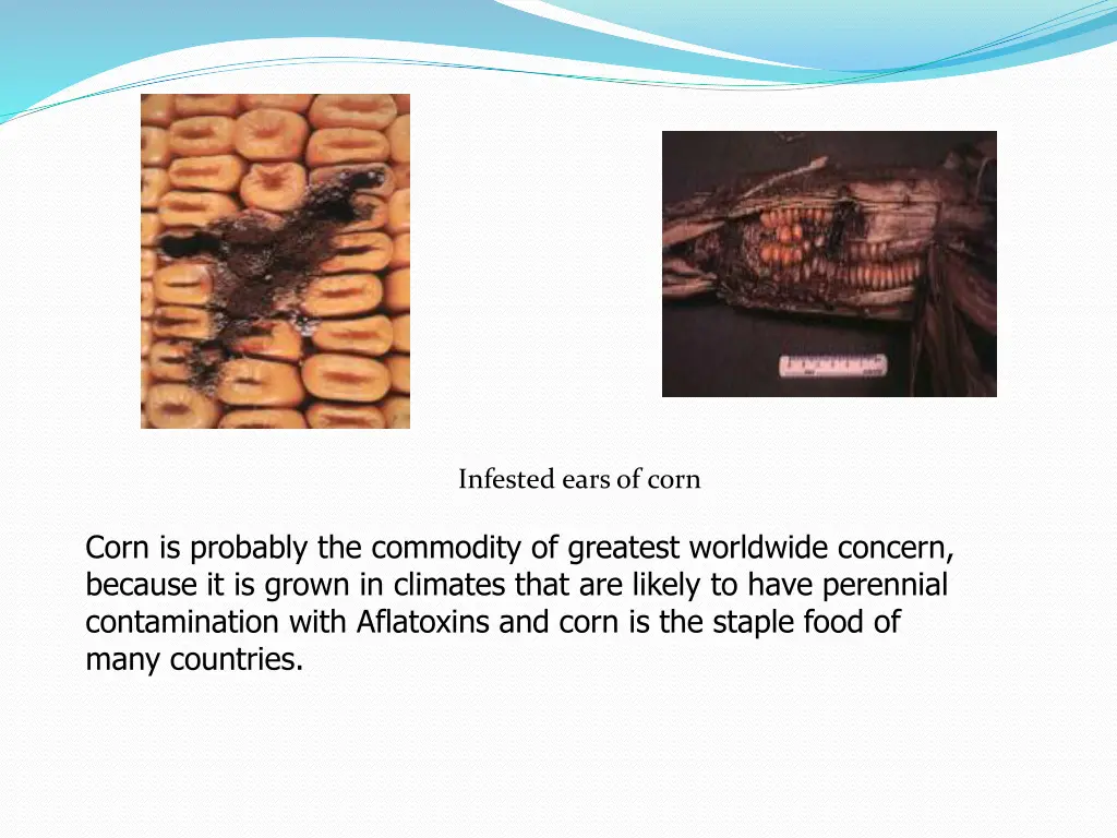 infested ears of corn