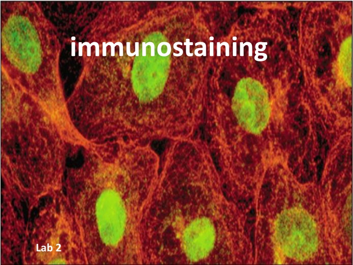 immunostaining