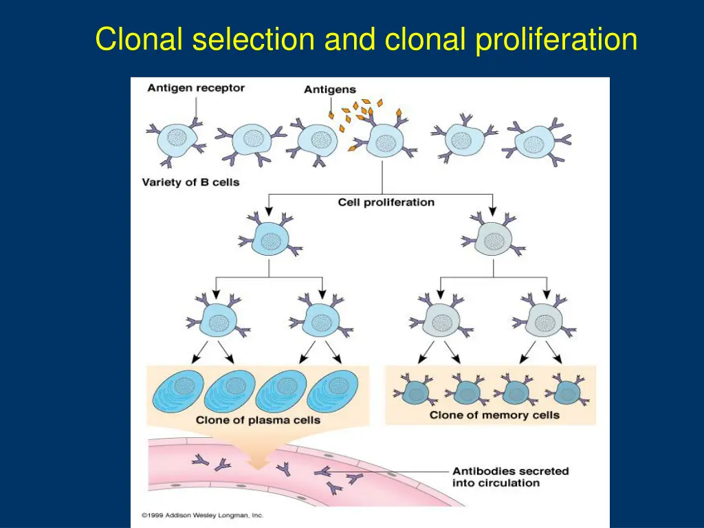 clonal selection of b cells is caused