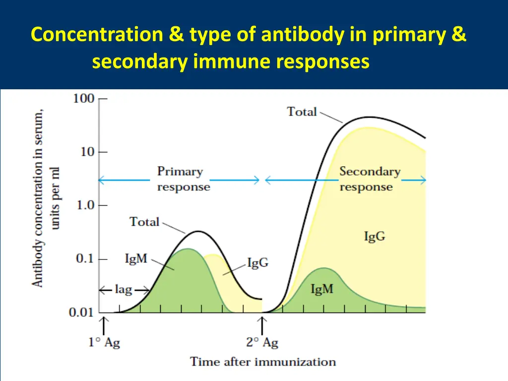 concentration type of antibody in primary