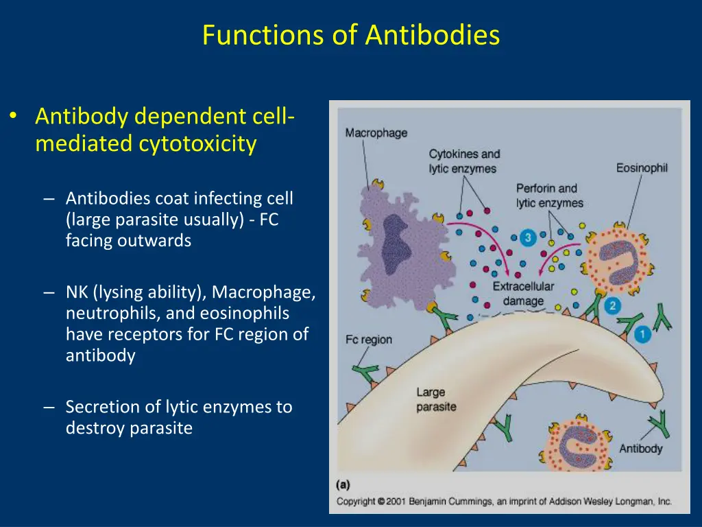 functions of antibodies