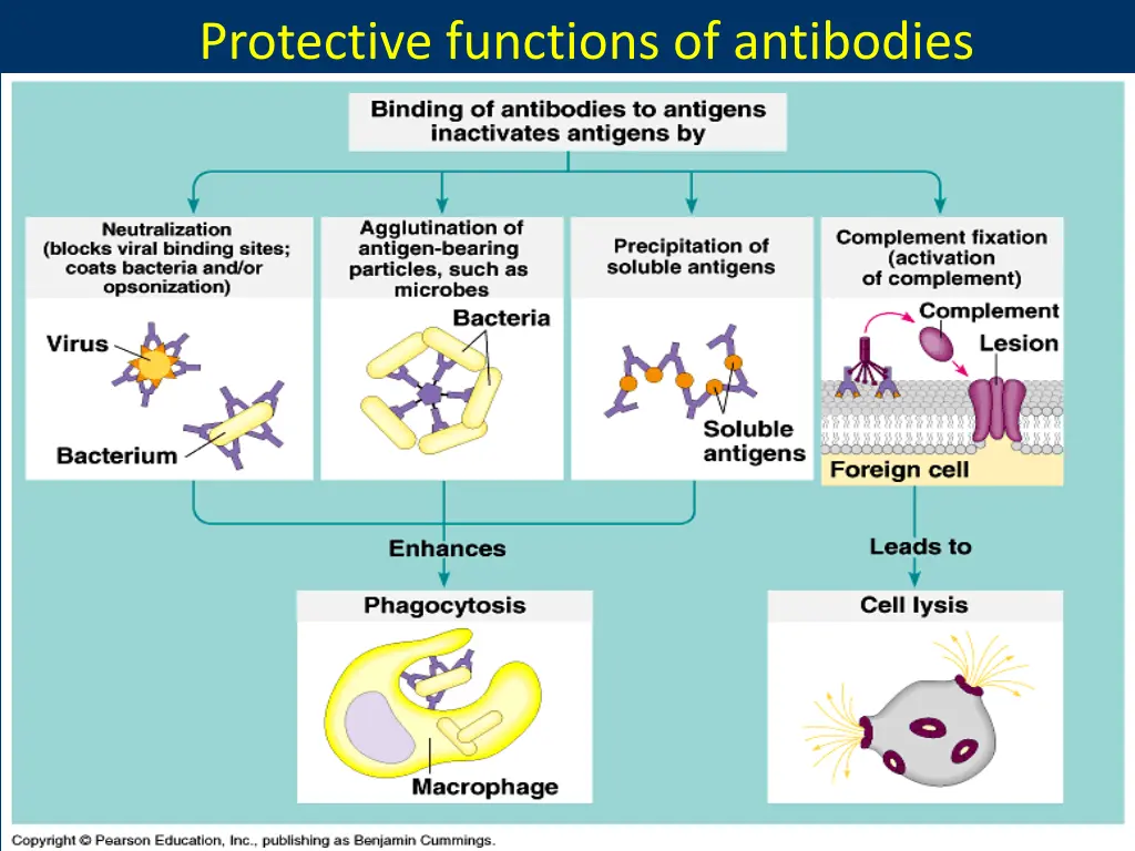 protective functions of antibodies