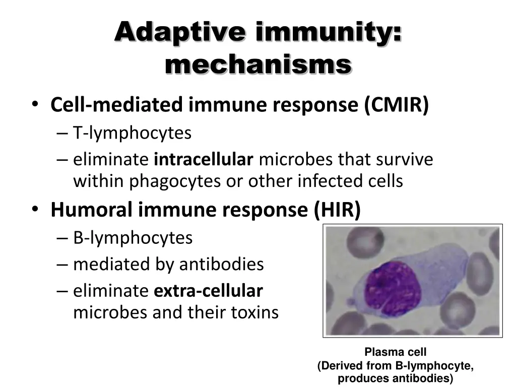 adaptive immunity mechanisms cell mediated immune