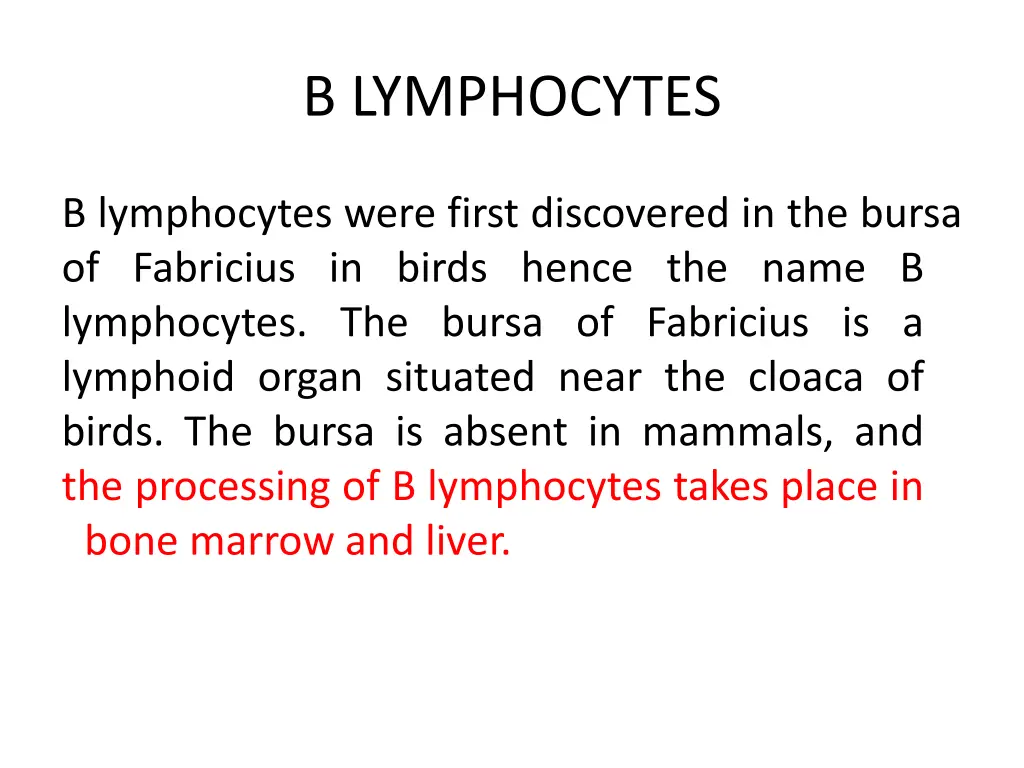 b lymphocytes